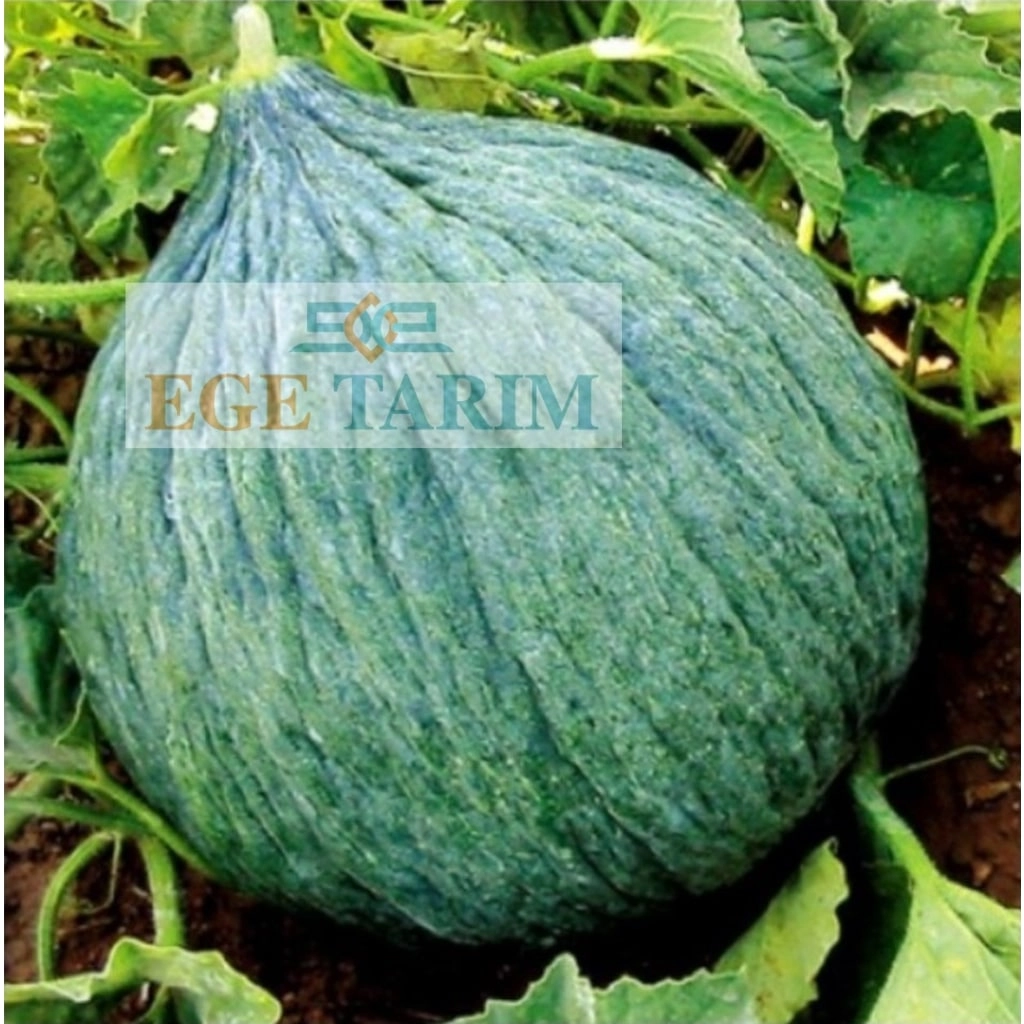 Paşa Hasanbey-1 (Kışlık) Kavun Tohumu 10 gr - Koyu Yeşil, Kırışık ve Dayanıklı