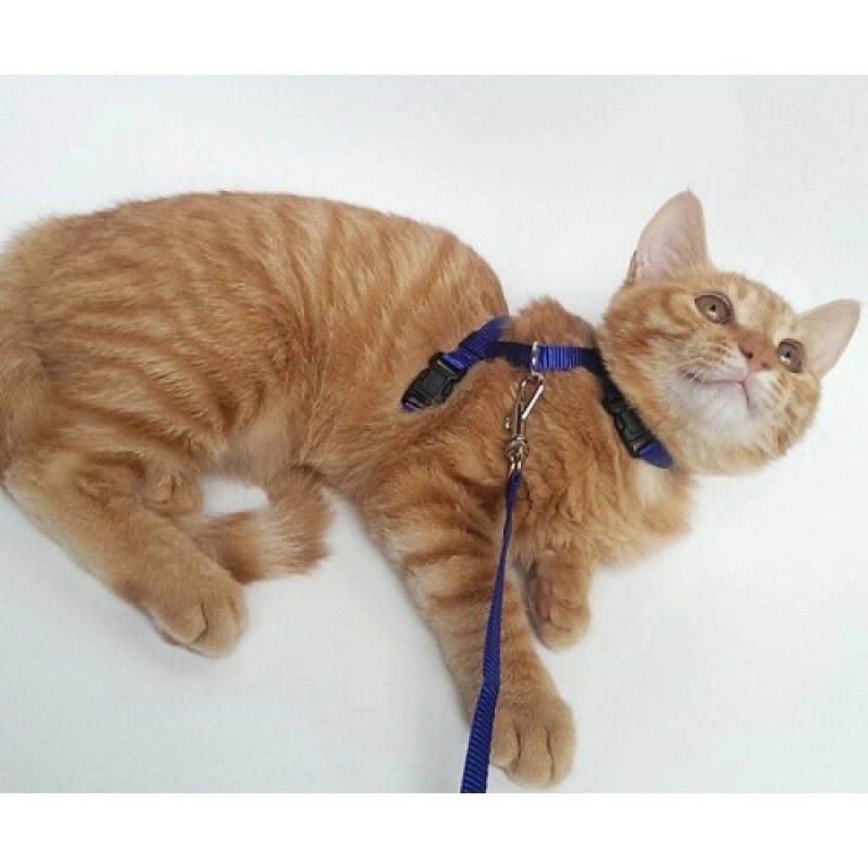 Ayarlanabilir Kedi Boyun ve Göğüs Tasması (Gezdirme Kayışı Dahil Set)