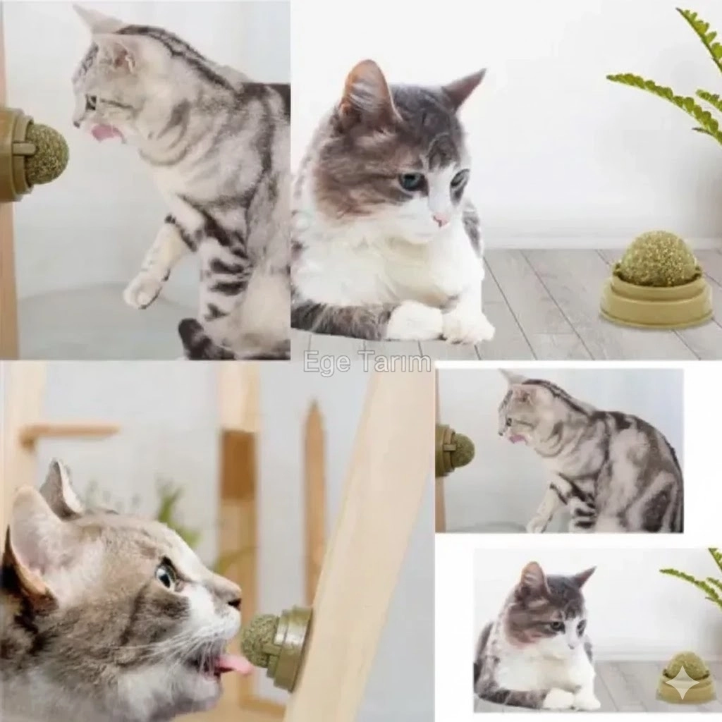 Dönen Kedi Nanesi Oyun Topu (Duvara Yapışabilen Doğal Catnip & Diş Temizleyici)
