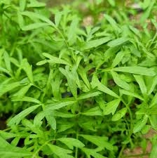 Akgen Kıl Tere (İnce Yaprak) Tohumu 10 gr - Çıtır ve Aromatik