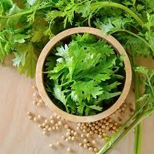 Akgen Kişniş (Aş Otu) Tohumu 5 gr - Aromatik Yapraklı ve Baharatlık