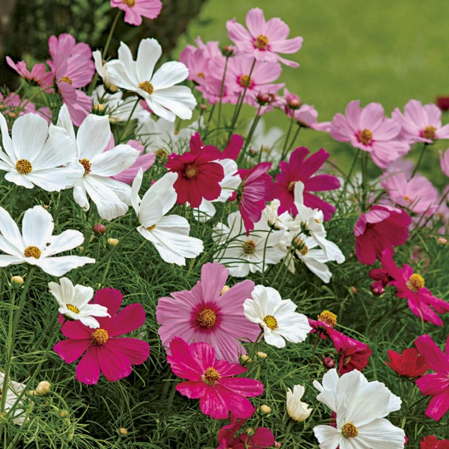 Akgen Karışık Renkli Cosmos (Cosmos bipinnatus) Çiçek Tohumu - Zarif ve Gösterişli