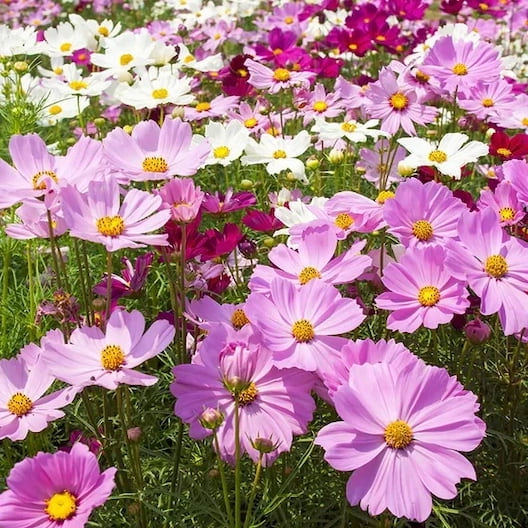 Akgen Karışık Renkli Cosmos (Cosmos bipinnatus) Çiçek Tohumu - Zarif ve Gösterişli