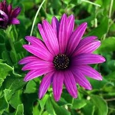 Kraliçe Papatya (Callistephus chinensis) Tohumu - Mor Saray Papatyası