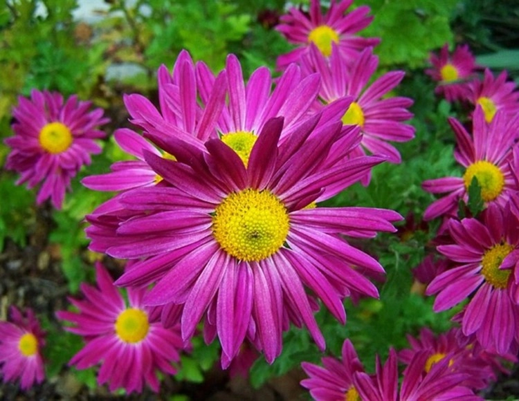 Kraliçe Papatya (Callistephus chinensis) Tohumu - Mor Saray Papatyası