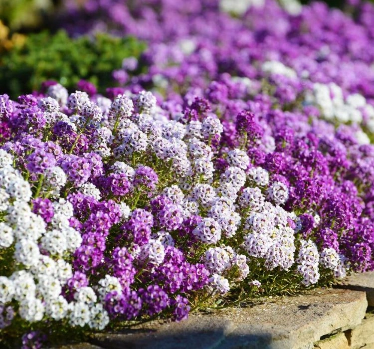 Kraliyet Halısı (Alyssum) Çiçek Tohumu - Kokulu Mor Yer Örtücü