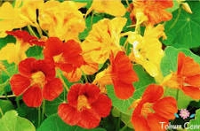 Latin Çiçeği (Tropaeolum majus) Tohumu - Yenilebilir ve Şifalı