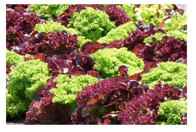 Green South Kırmızı Kıvırcık (Lollo Rosso) Marul Tohumu 2 gr - Dekoratif ve Lezzetli