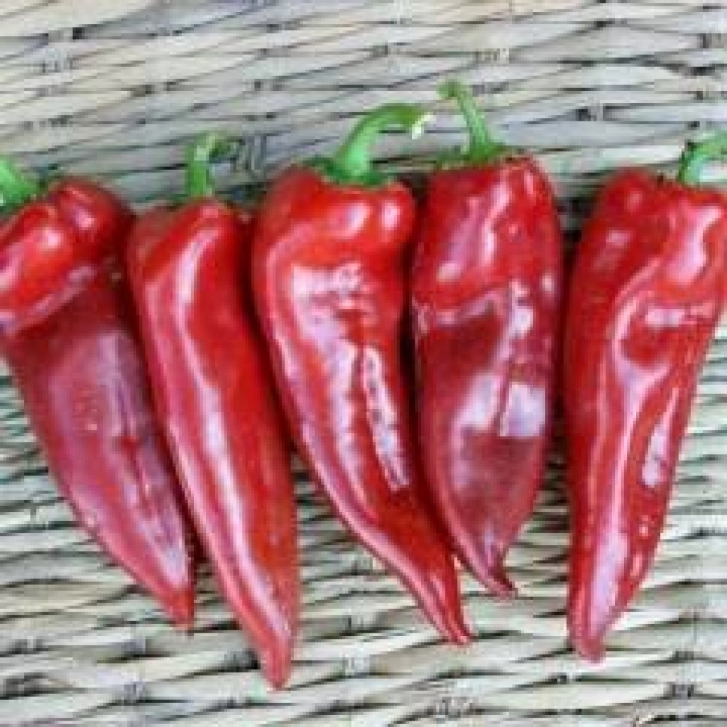 Akgen Firuze Kapya (Yağlık) Biber Tohumu 5 gr - Kırmızı ve Etli