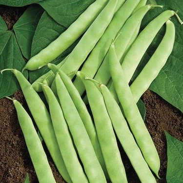 Green South Öz Ayşe (Sırık) Fasulye Tohumu 10 gr - Yassı, Kılçıksız ve Lezzetli