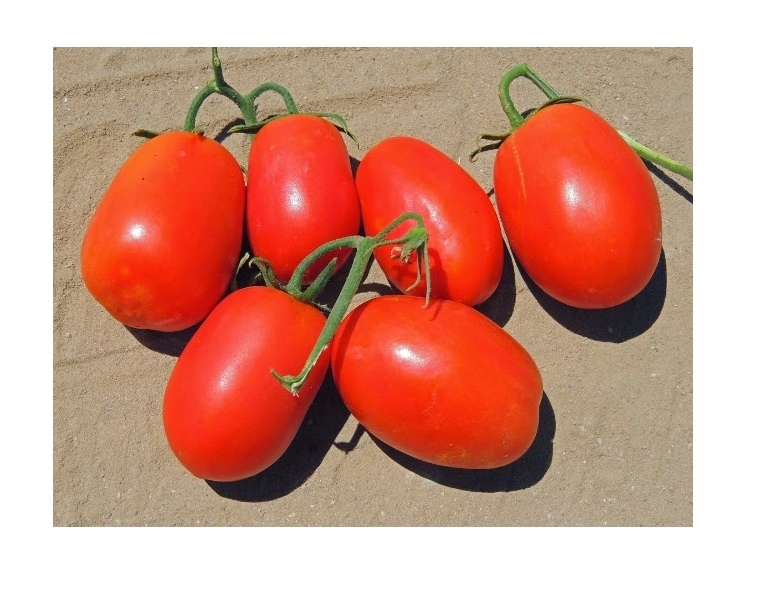 Green South Rio Grande (Yumurta) Salçalık Domates Tohumu 3 gr - Sanayi Tipi ve Yüksek Verim