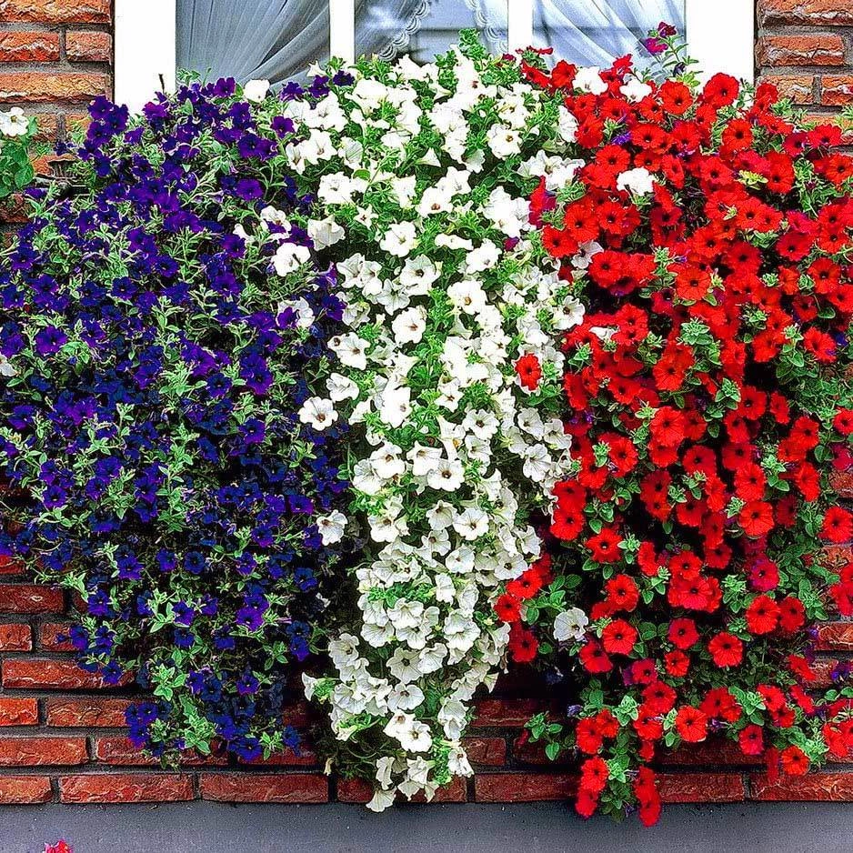Petunya (Petunia hybrida) Çiçek Tohumu - Balkon ve Saksı Güzeli