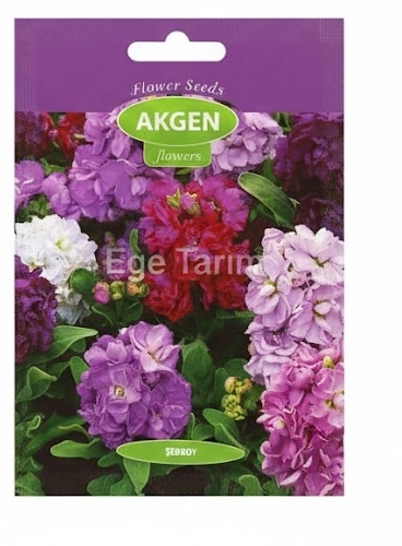 Şebboy (Matthiola incana) Çiçek Tohumu - Kokulu Karışık Renk