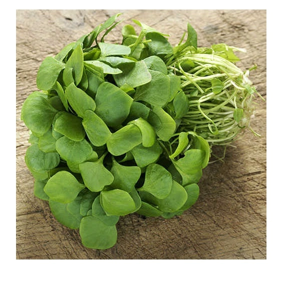 Green South Geniş Yapraklı Semizotu Tohumu 5 gr 