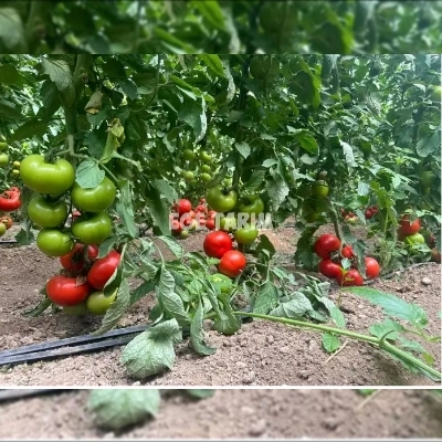 Multi Tohum Şenol F1 Sırık Domates Fidesi (Beef) - İhracata Uygun Erkenci Çeşit