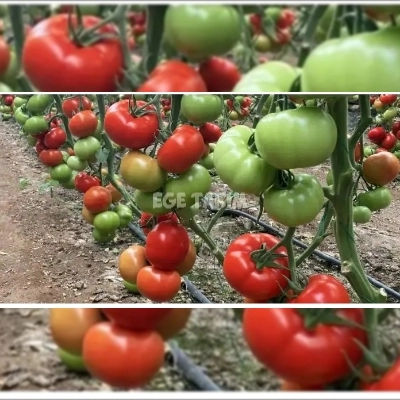 Multi Tohum Şenol F1 Sırık Domates Fidesi (Beef) - İhracata Uygun Erkenci Çeşit