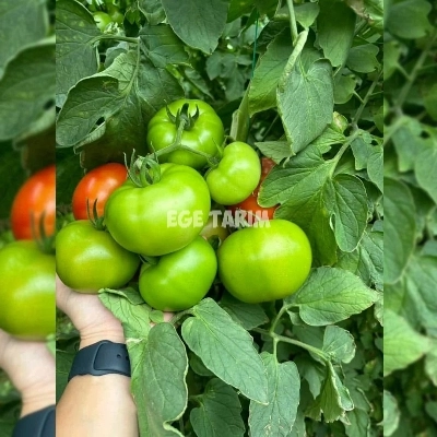 SF130 F1 Sırık Beef Domates Fidesi - Yüksek Ticari Değer ve İri Meyve Yapısı