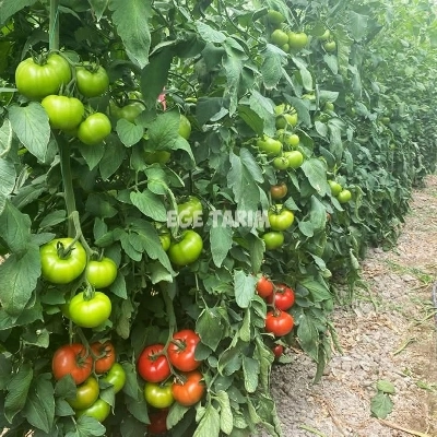 SF130 F1 Sırık Beef Domates Fidesi - Yüksek Ticari Değer ve İri Meyve Yapısı