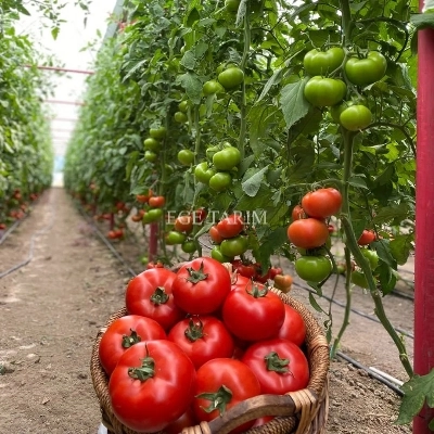 SF130 F1 Sırık Beef Domates Fidesi - Yüksek Ticari Değer ve İri Meyve Yapısı