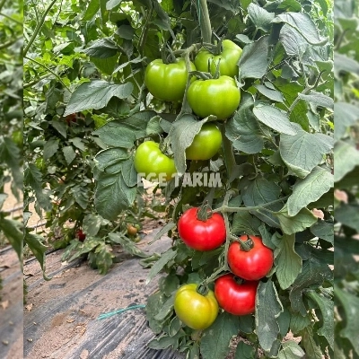 SF130 F1 Sırık Beef Domates Fidesi - Yüksek Ticari Değer ve İri Meyve Yapısı