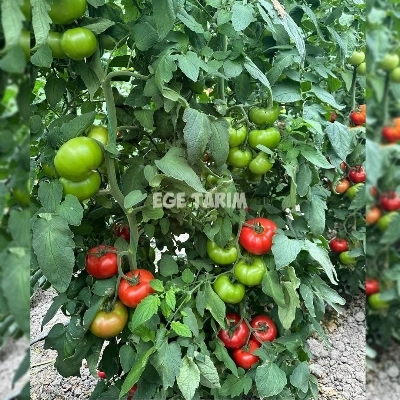 SF130 F1 Sırık Beef Domates Fidesi - Yüksek Ticari Değer ve İri Meyve Yapısı