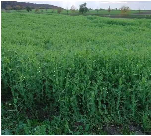 Taşkent Yem Bezelyesi Tohumu -