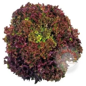 Kırmızı Kıvırcık (Lollo Rosso) Marul Tohumu 