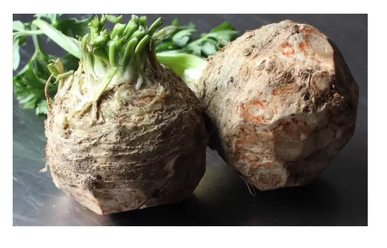 Sunagri Kök Kereviz Tohumu
