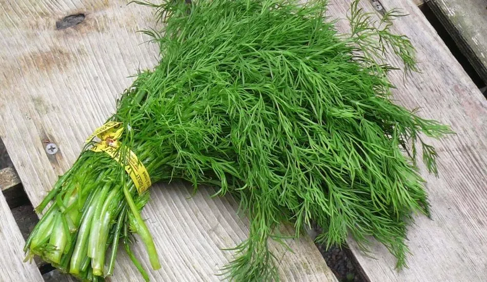 Green South Dereotu Tohumu  Bol Yapraklı 
