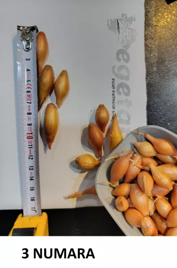 3 Numara Arpacık Kıska Soğan Tohumu Kışlık