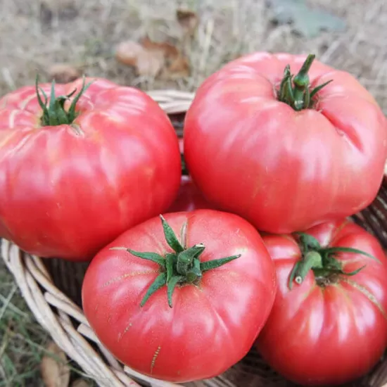 Pembe Köy Domatesi Tohumu