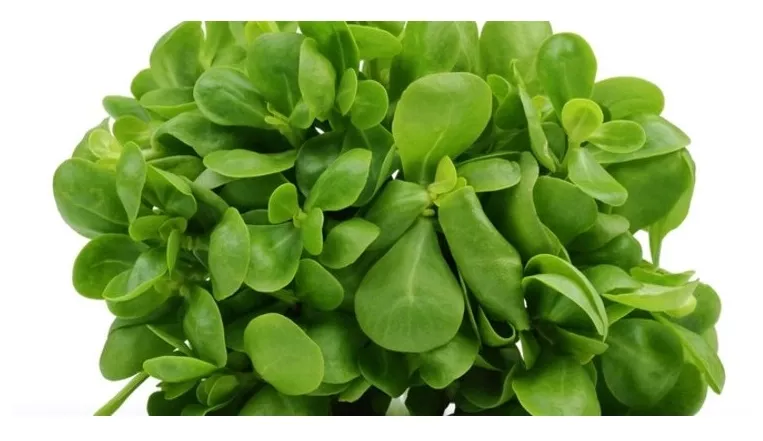 Green South Geniş Yapraklı Semizotu Tohumu 5 gr 