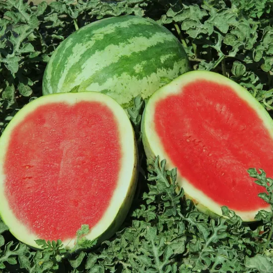 Crimson Sweet Karpuz Tohumu (Çizgili - Nakliyeye Dayanıklı)