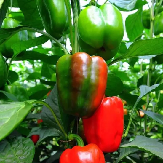 California Wonder Biber Tohumu (Kızaran Dolmalık - Tatlı)