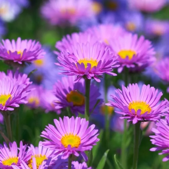 Aster Çiçeği Tohumu (Yıldızpatı - Kesme Çiçek)