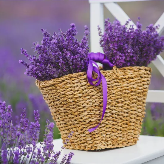 Lavanta Tohumu (Tıbbi Aromatik - Çok Yıllık)
