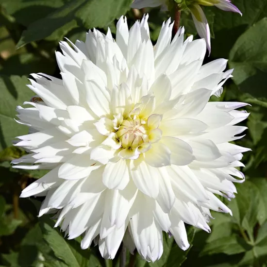 Dahlia Yıldız Çiçeği Tohumu (Yumrulu - Katmerli)