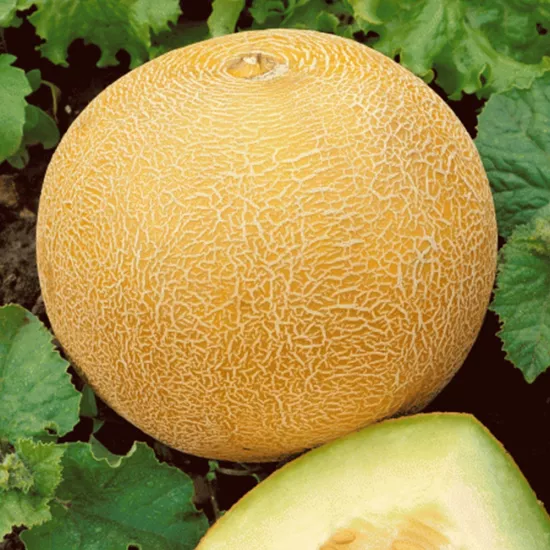 Ananas Kavun Tohumu (Hoş Kokulu - Sulu)