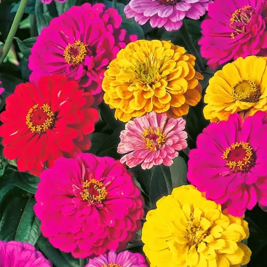 Zinnia Tohumu (Kirli Hanım Çiçeği - Rengarenk)