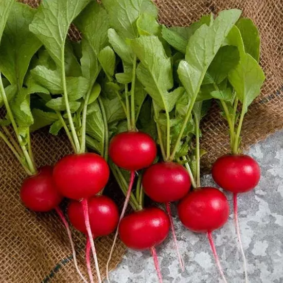 Fındık Turp Tohumu (Kırmızı Küçük)