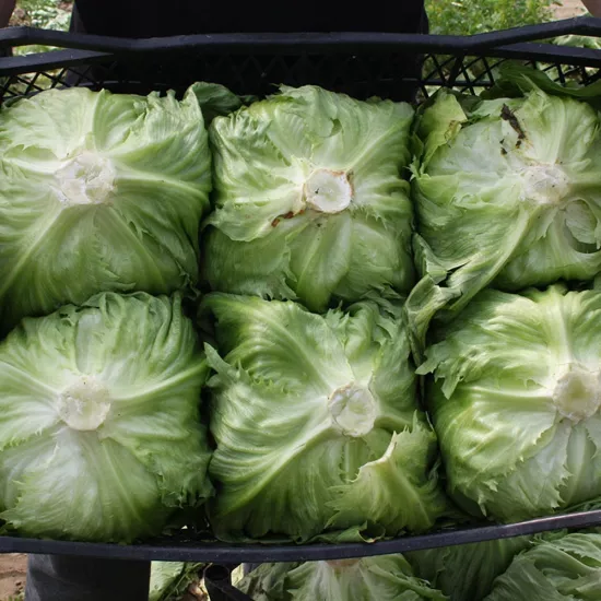Iceberg Marul Tohumu (Atom - Çıtır Göbek)