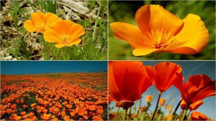 Akgen Acem Lalesi (California Poppy) Çiçek Tohumu