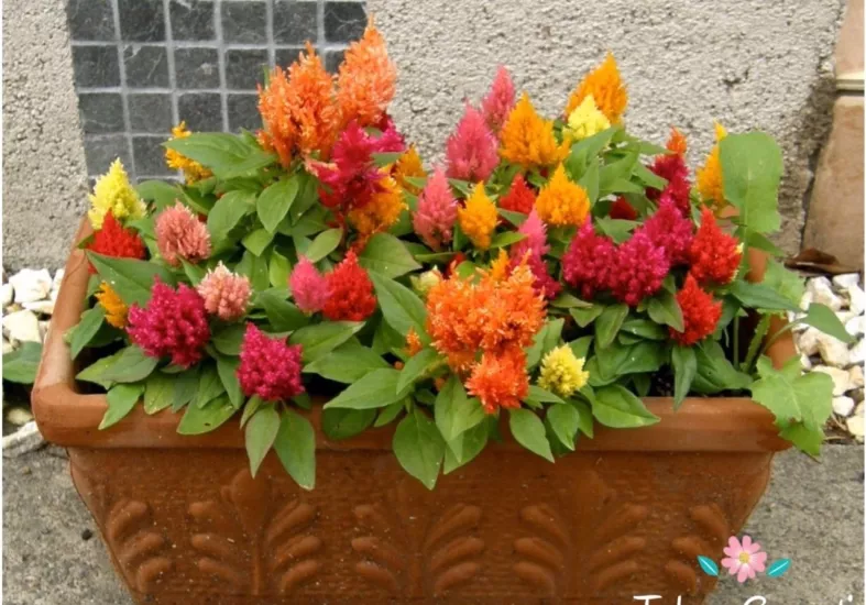  Horoz İbiği (Celosia argentea var. cristata) 