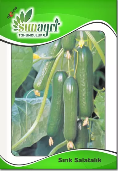 Sırık Salatalık Tohumu (Sera ve Açık Tarla Uyumlu )