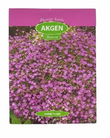 Akgen Bahar Yıldızı (Gypsophila muralis) 
