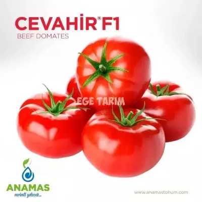 Cevahir F1 Beef Domates Fidesi - 450 Gr Çok İri