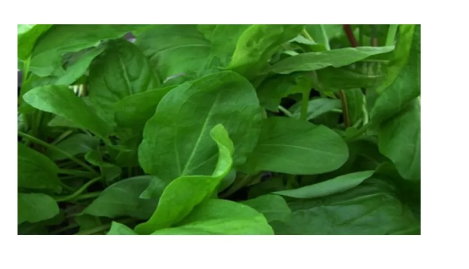 Green South Kuzukulağı (Ekşi Ot) Tohumu