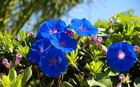 Parmak Yapraklı Sarmaşık (Ipomoea palmata)