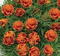 Kadife Çiçeği (Tagetes) Tohumu 