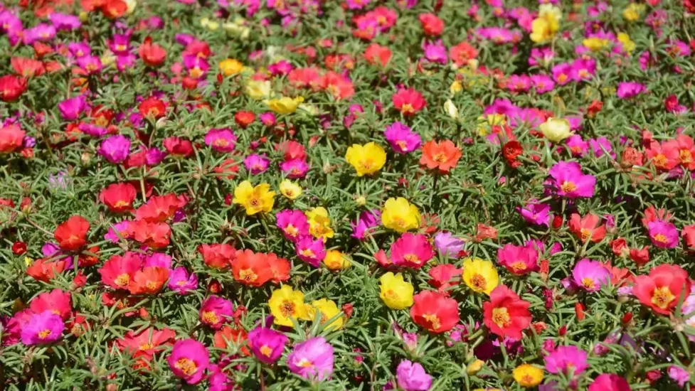 Katmerli İpek Çiçeği (Portulaca grandiflora) 